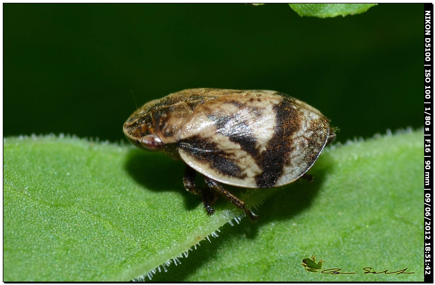 Aphrophoridae: Lepyronia coleoptrata