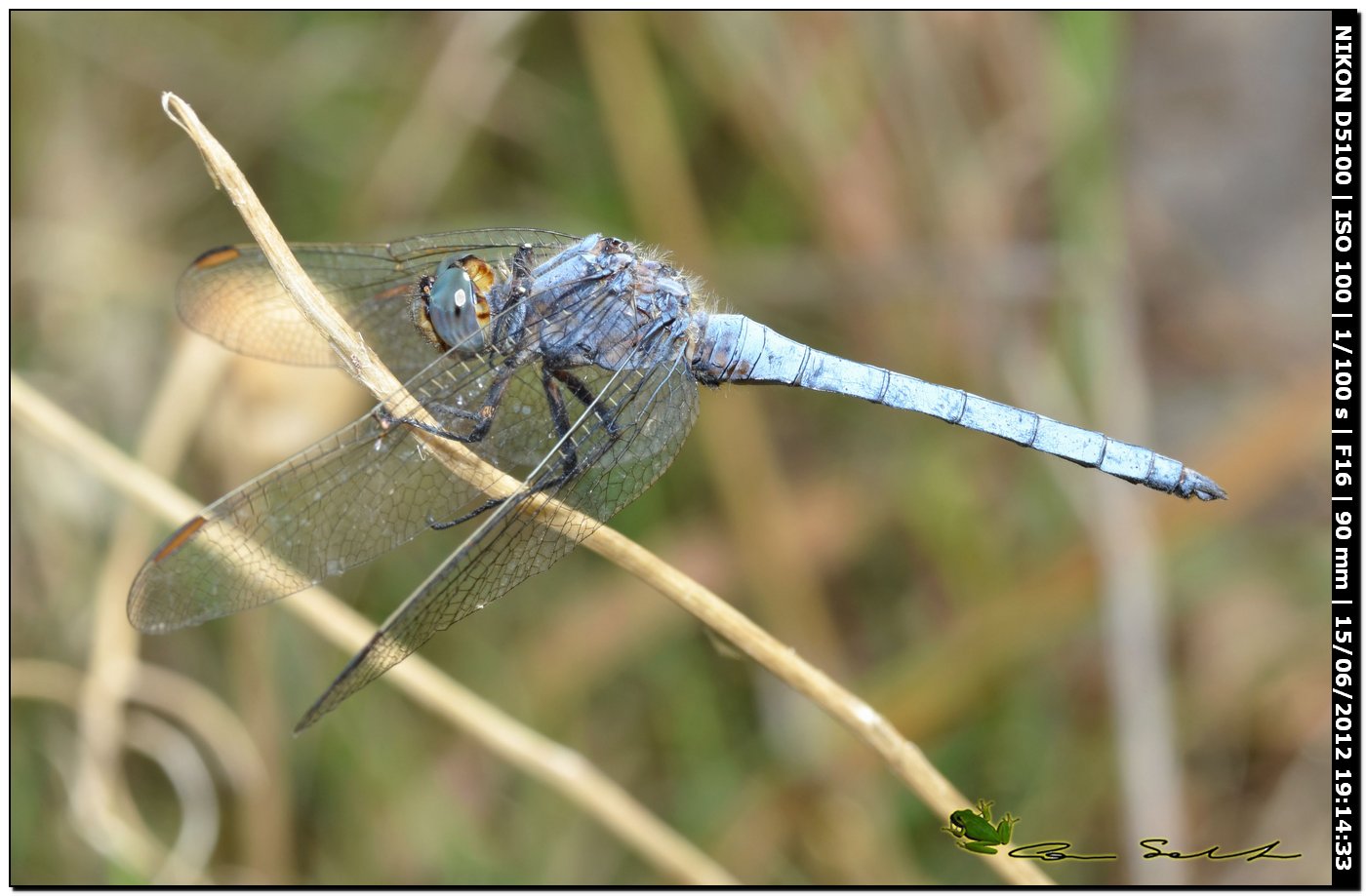 Orthetrum coerulescens anceps ♂