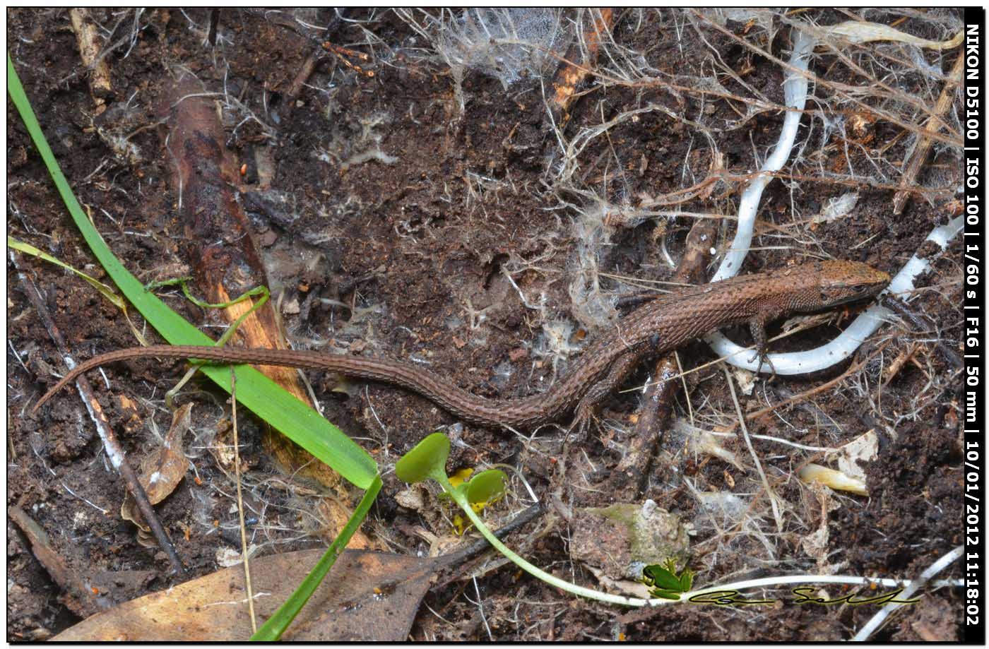 da determinare (Algyroides fitzingeri)