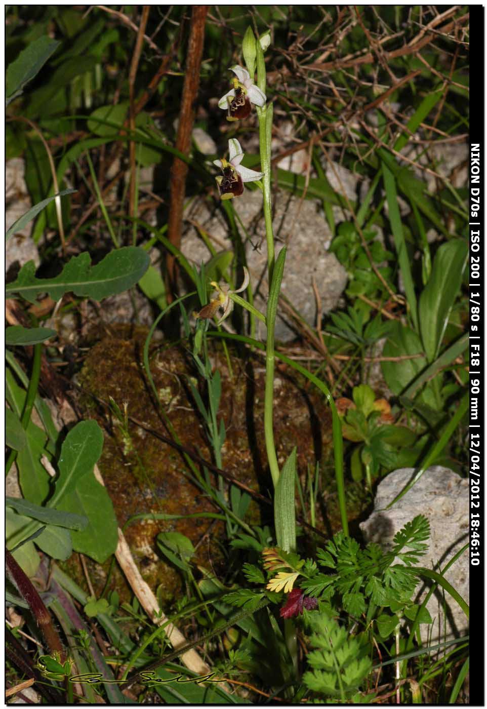 Ophrys annae