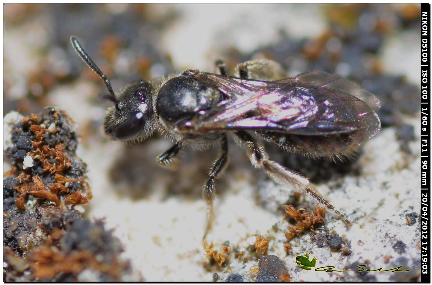 Eumerus sp.? da Ittiri