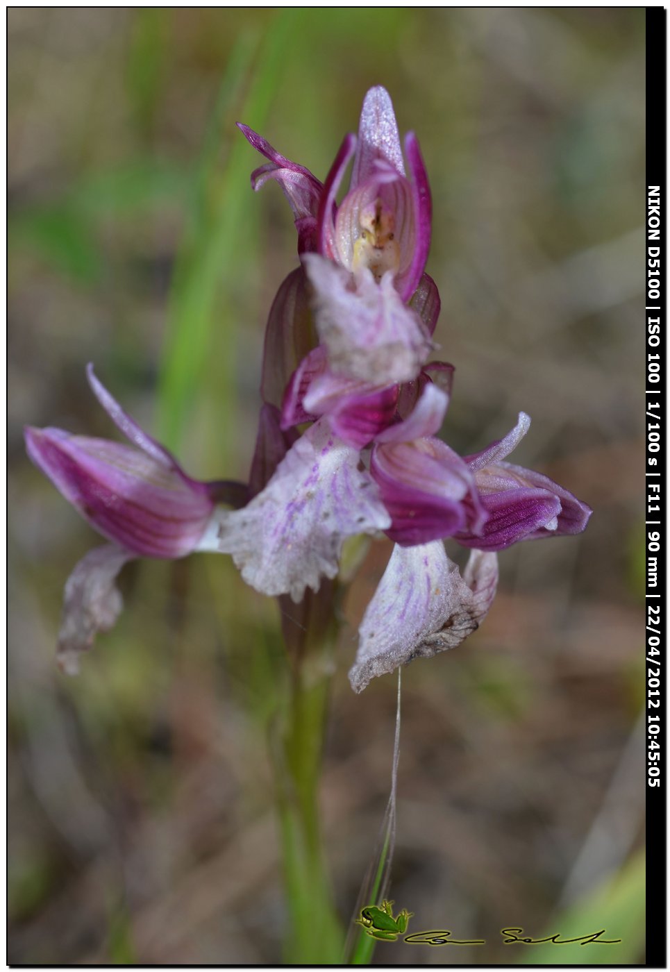 Orchidea da id.