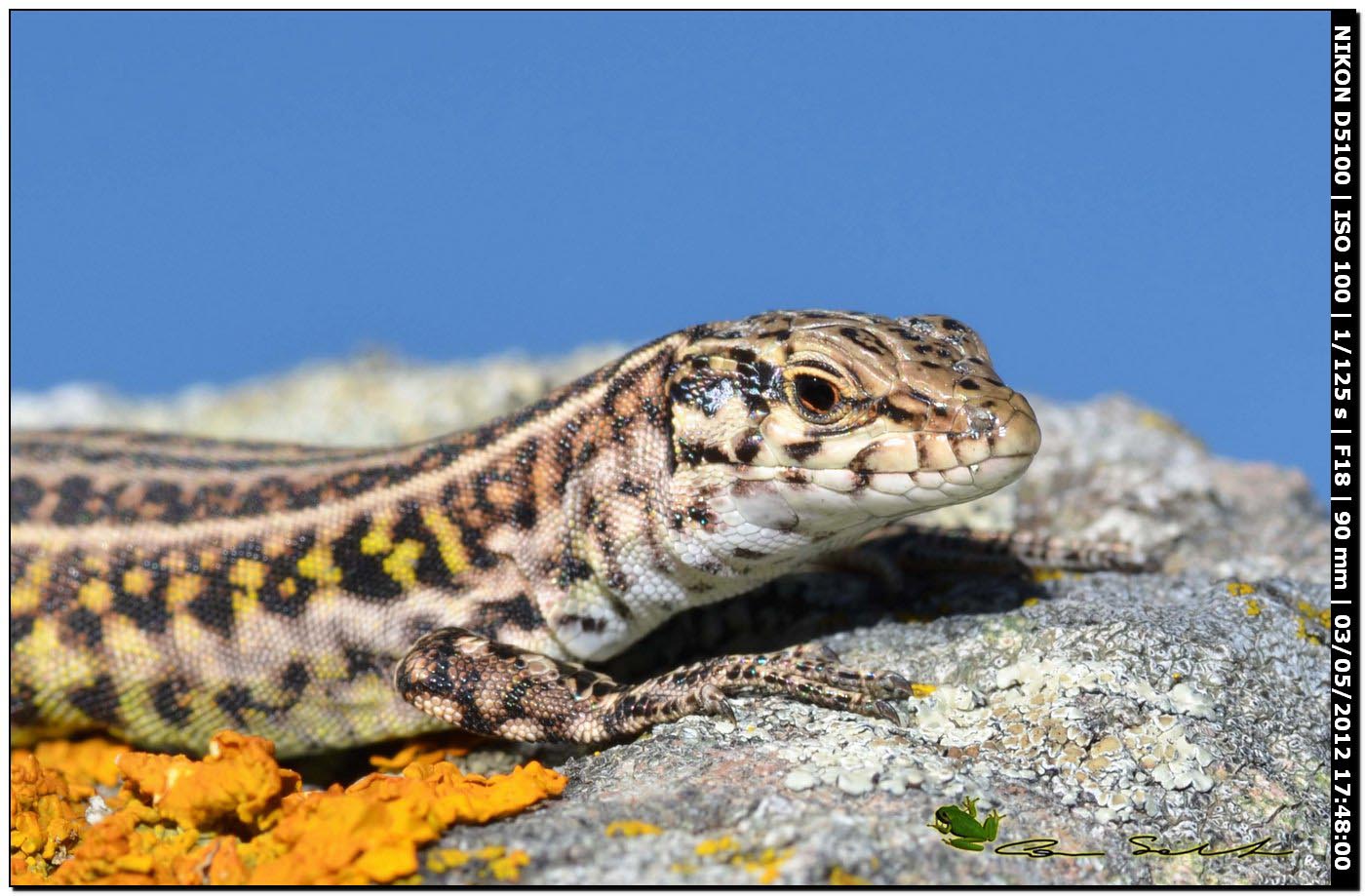 Podarcis tiliguerta, primi avvistamenti