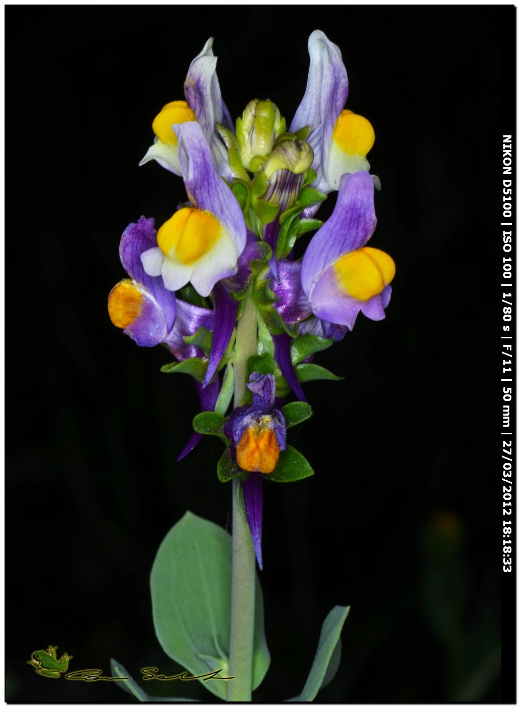 Fiori da Usini - Linaria triphylla e Fumaria cfr.officinalis