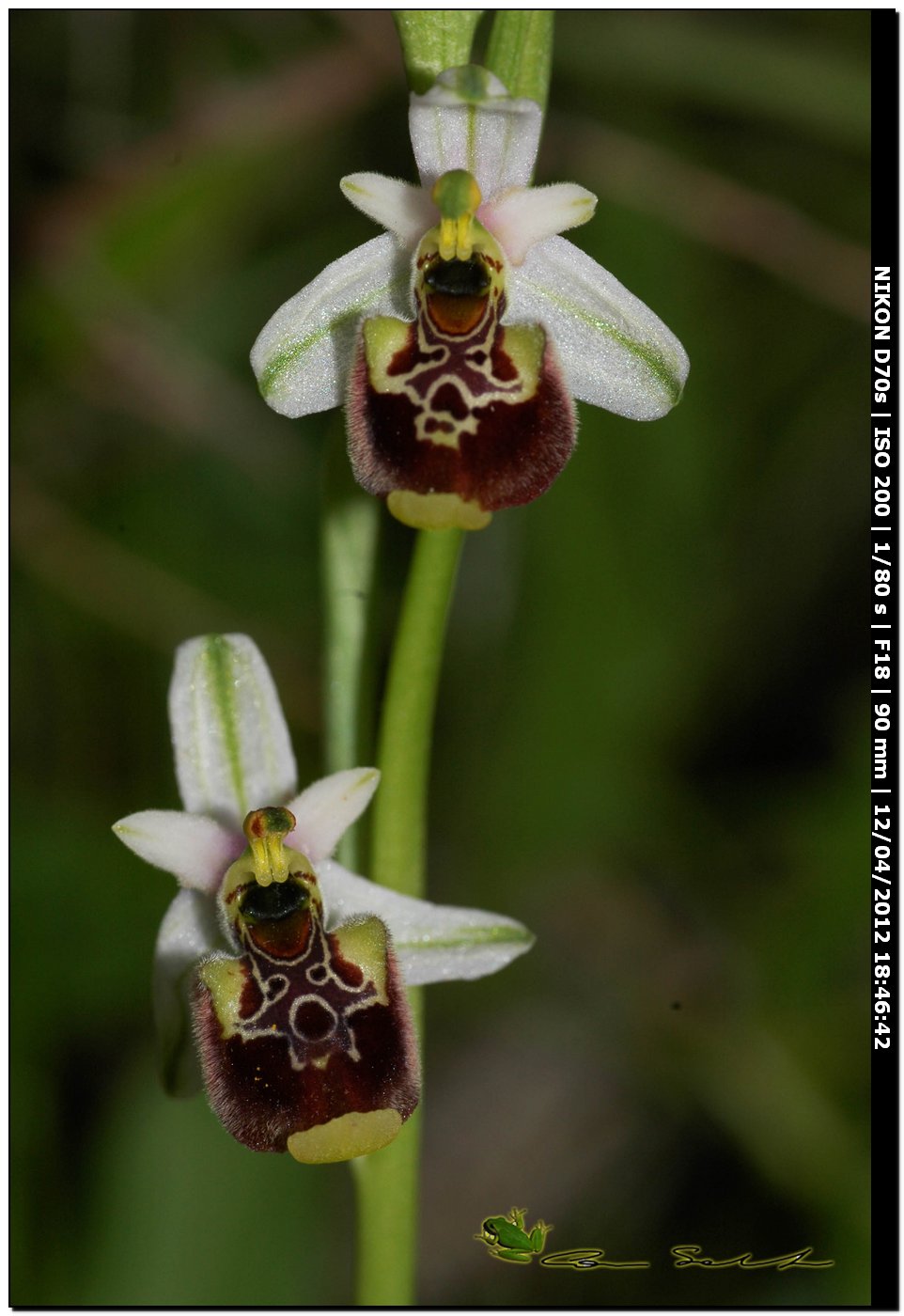 Ophrys annae