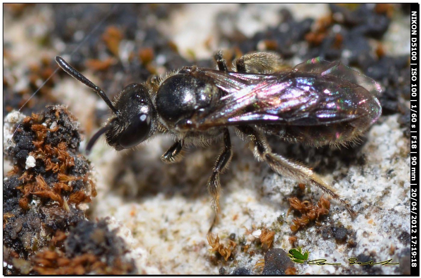 Eumerus sp.? da Ittiri