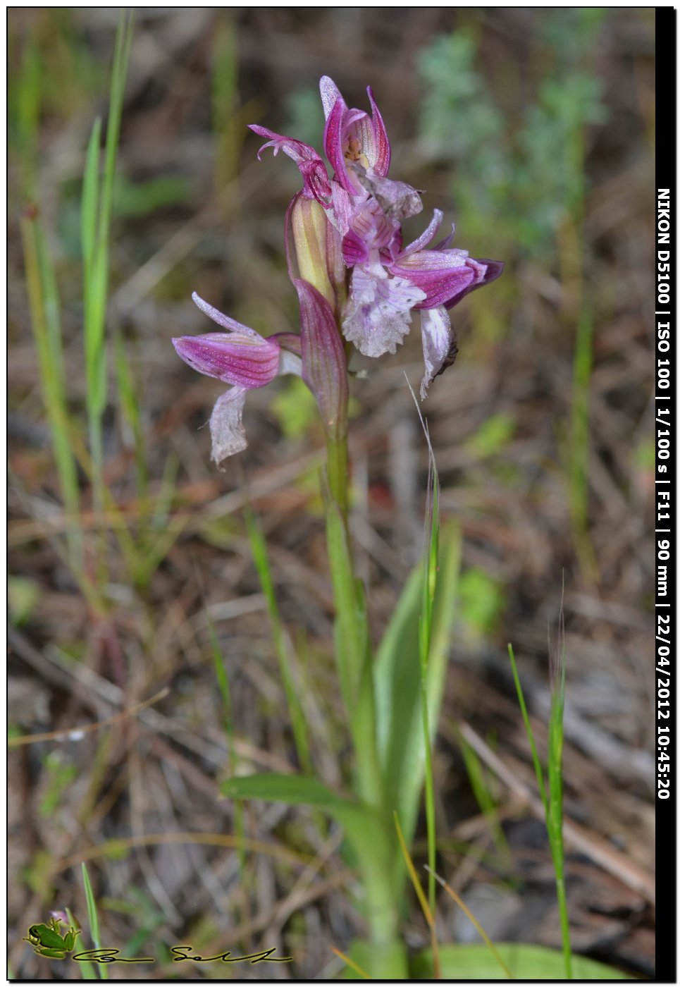 Orchidea da id.