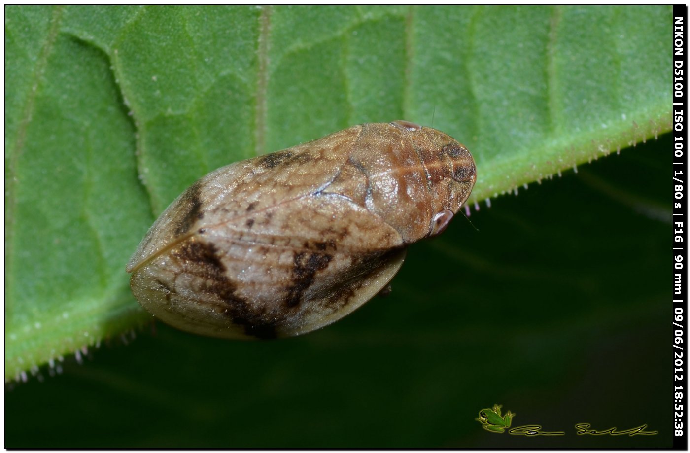 Aphrophoridae: Lepyronia coleoptrata