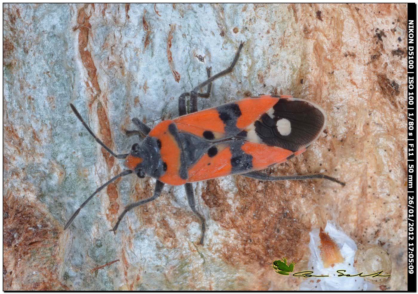 Spilostethus pandurus