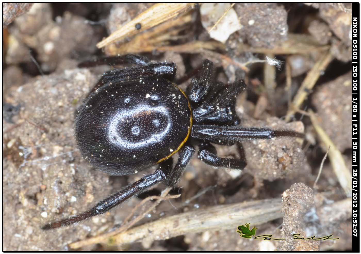 coppia di Steatoda paykulliana