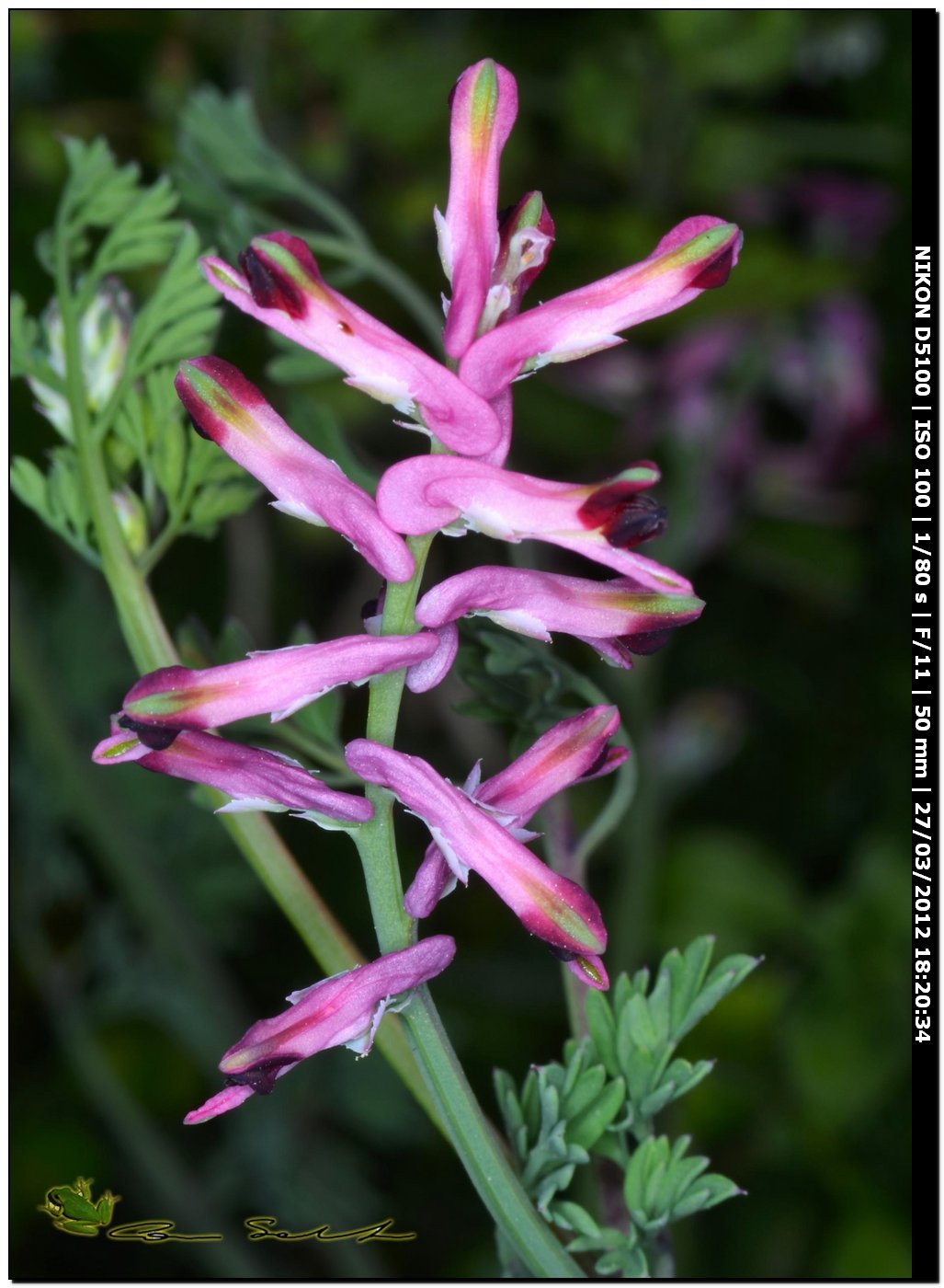 Fiori da Usini - Linaria triphylla e Fumaria cfr.officinalis