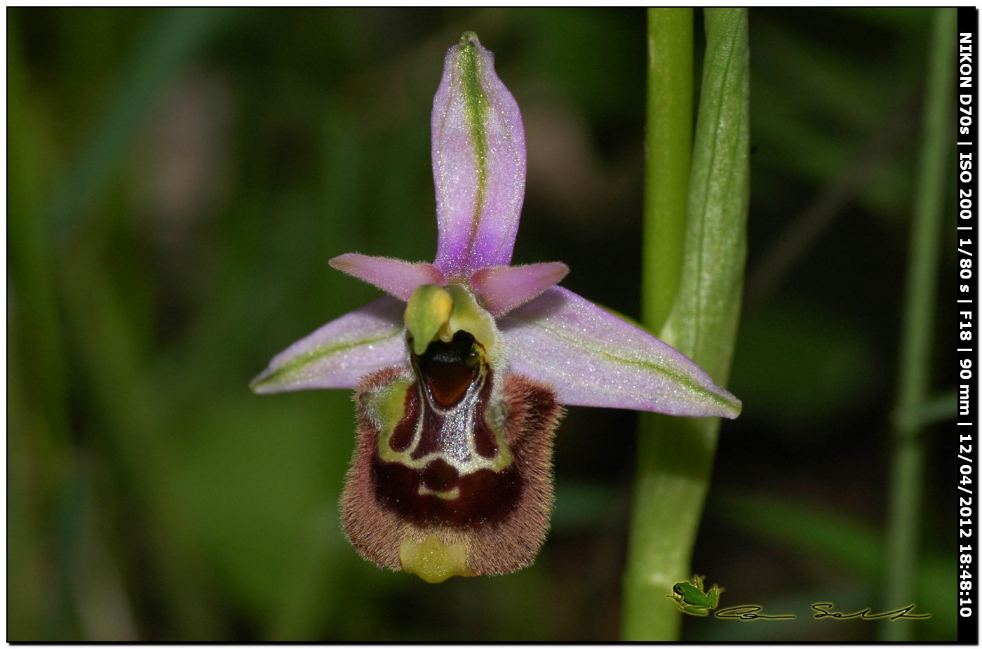 Ophrys annae