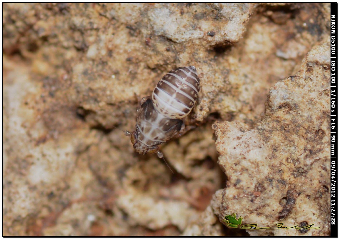 Cos''? ninfa di emittero auchenorrinco