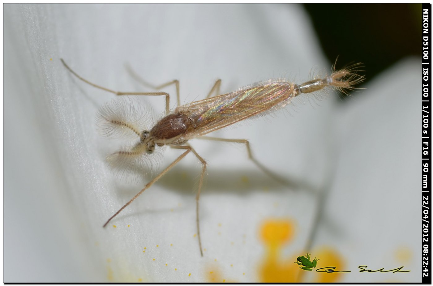 Chaoboridae, probabile Chaoborus sp.