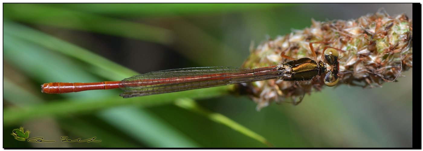 Ceriagrion tenellum?