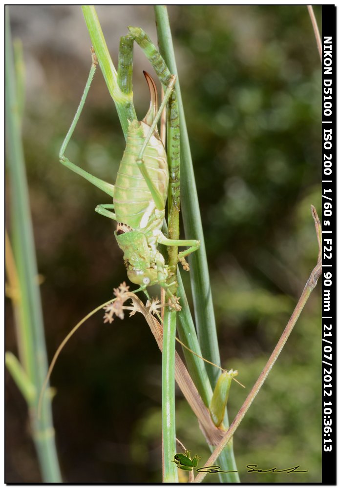 Uromenus (Bolivarius) brevicollis insularis ♀