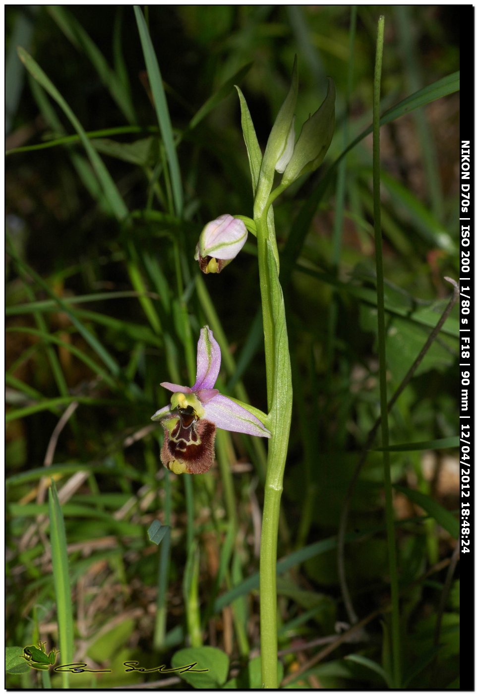 Ophrys annae