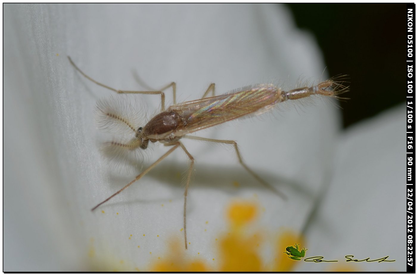 Chaoboridae, probabile Chaoborus sp.