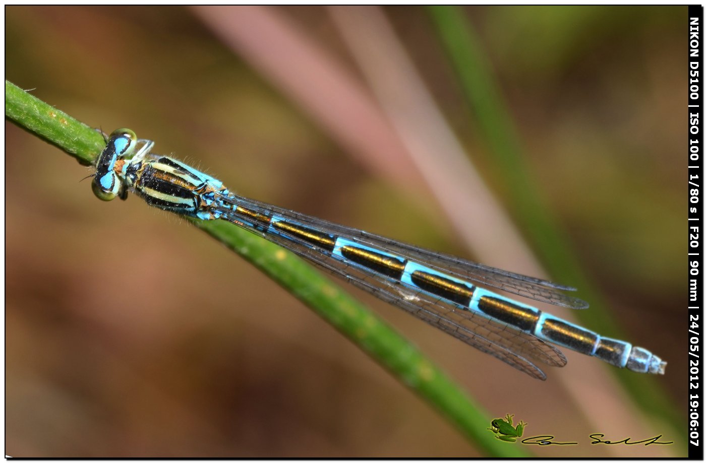 Coenagrion caerulescens