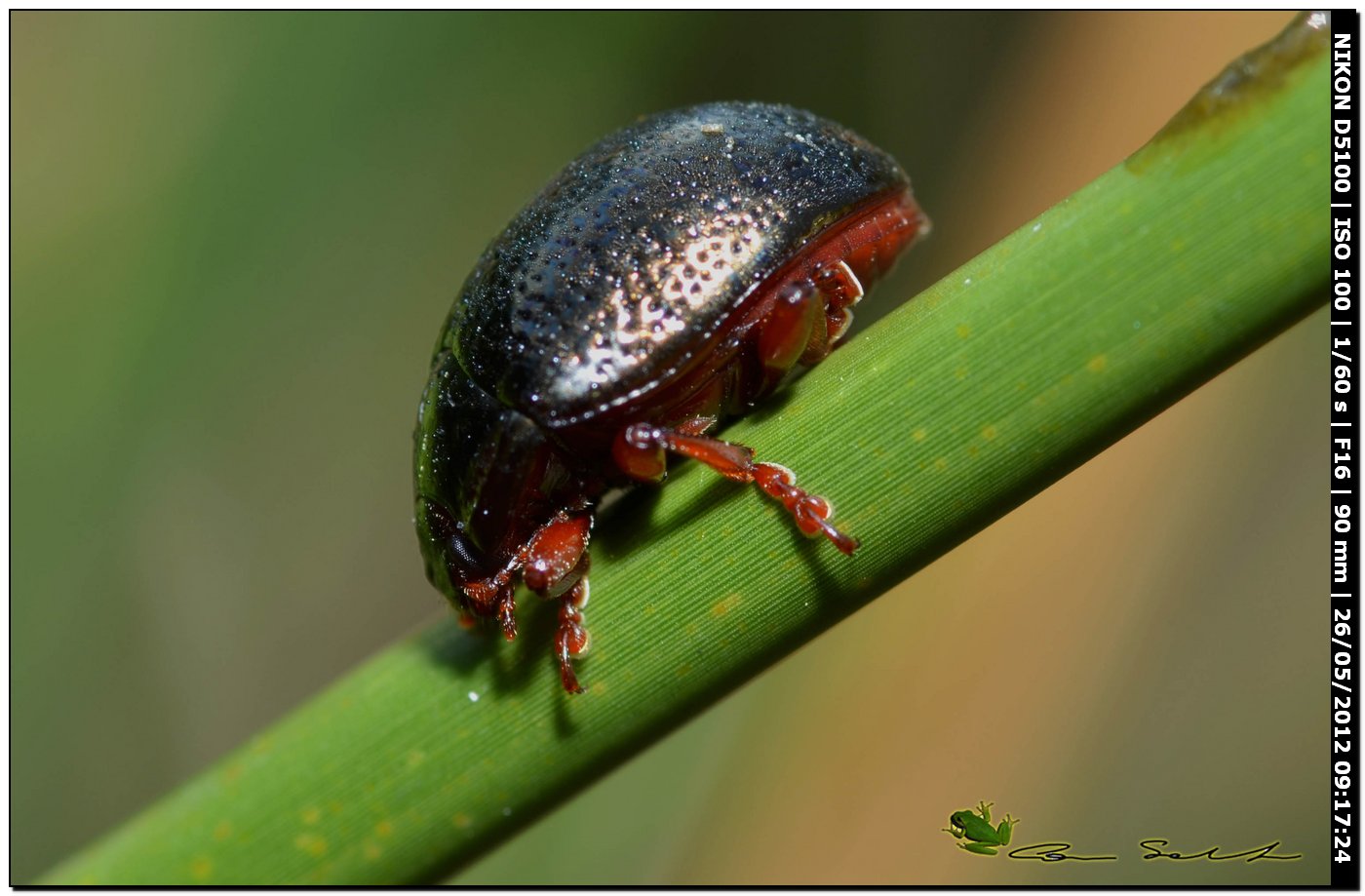 Chrysolina bankii