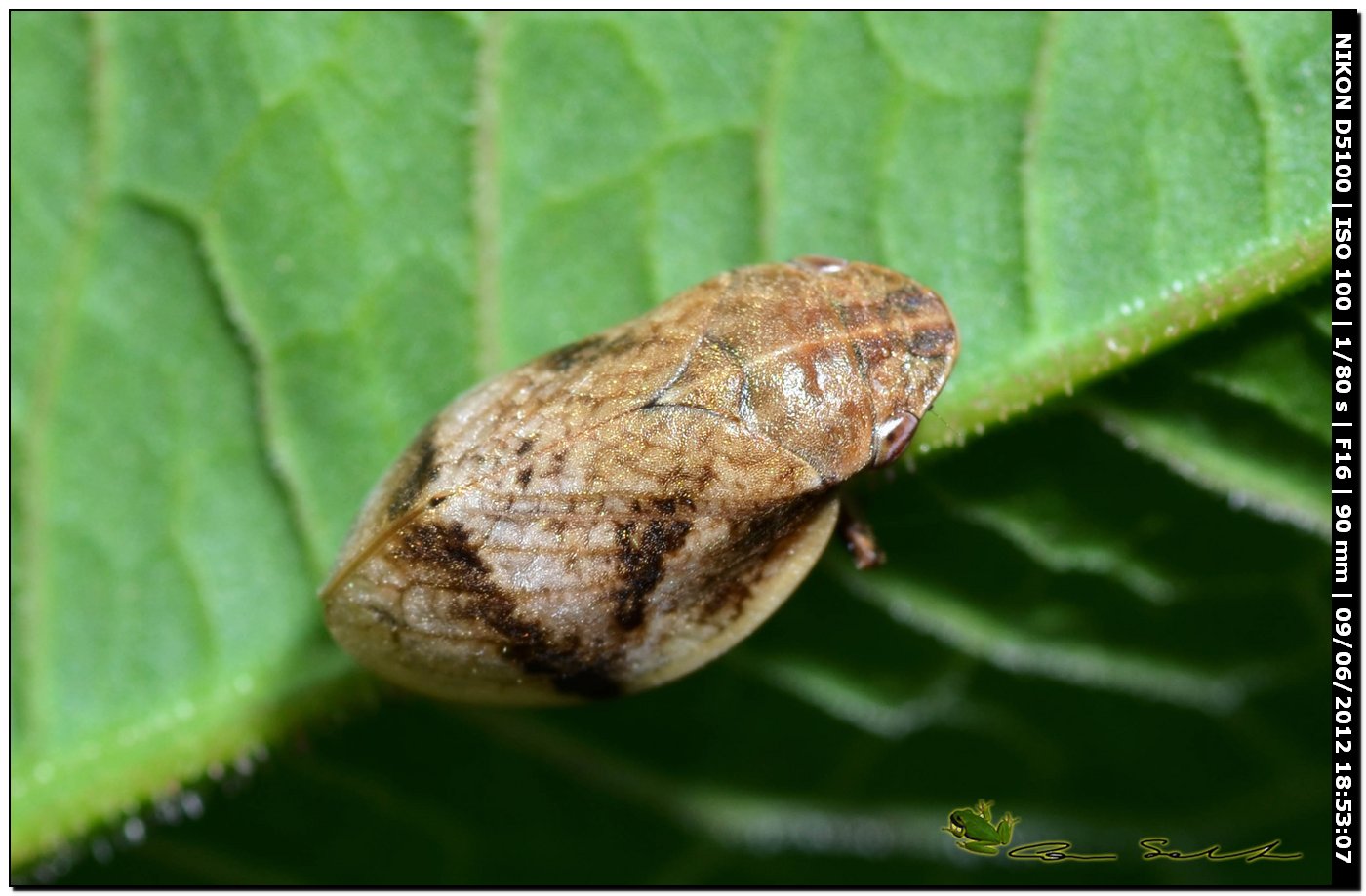 Aphrophoridae: Lepyronia coleoptrata