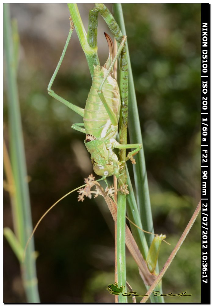 Uromenus (Bolivarius) brevicollis insularis ♀