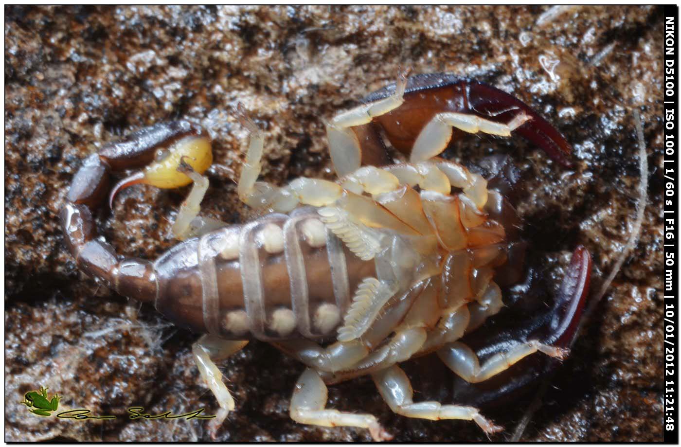 Euscorpius flavicaudis