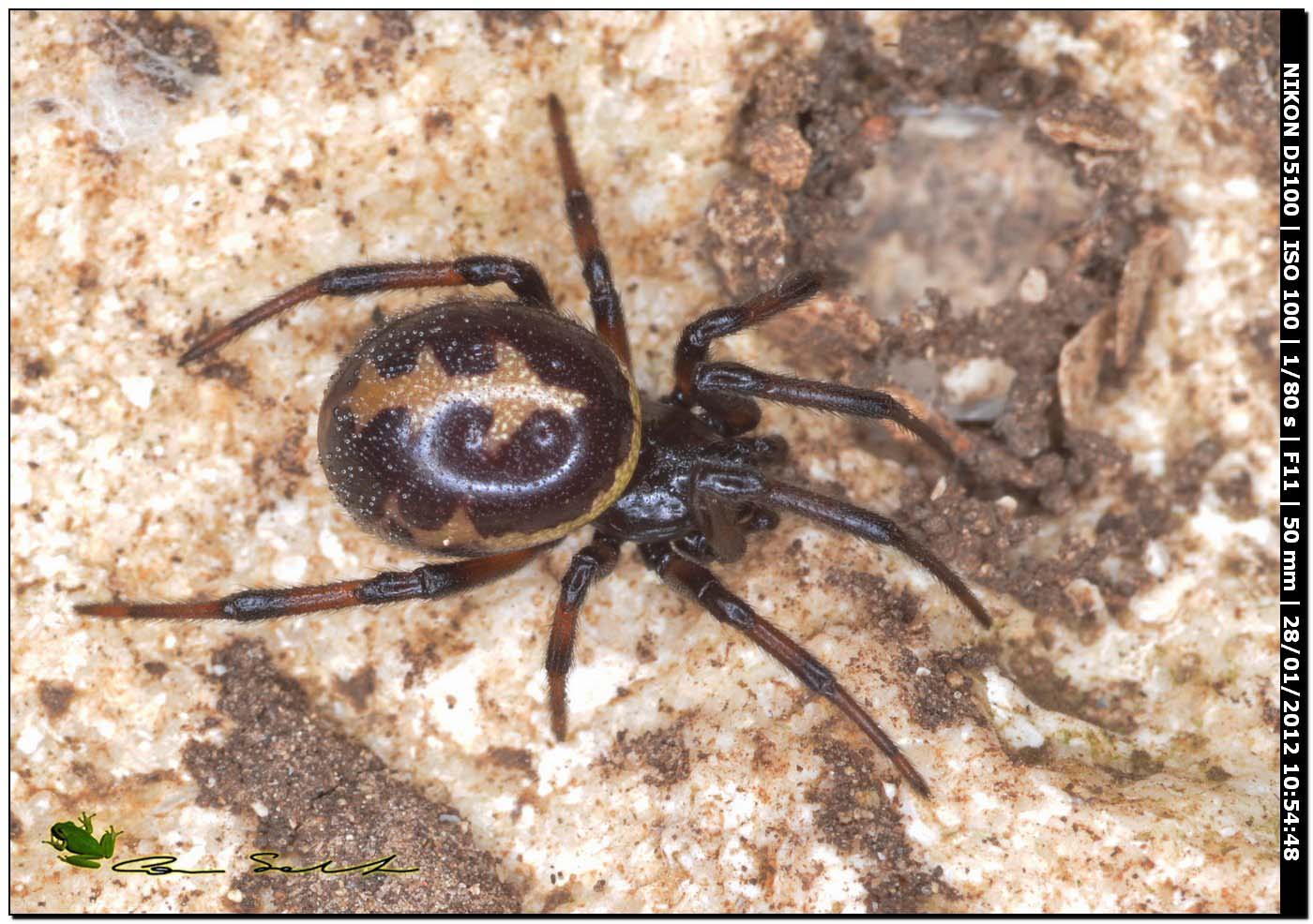 coppia di Steatoda paykulliana