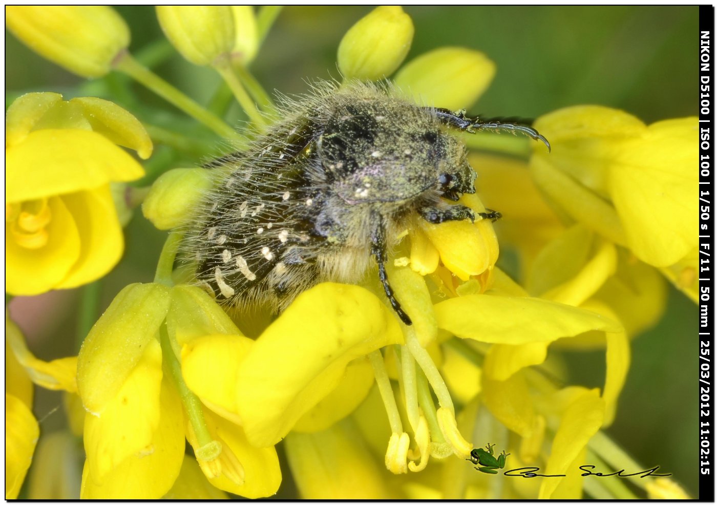 Oxythyrea funesta con pelosit accentuata