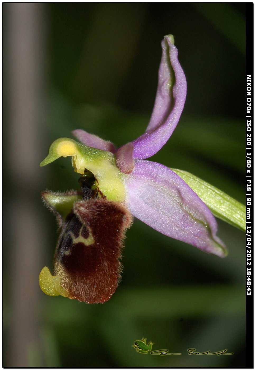 Ophrys annae