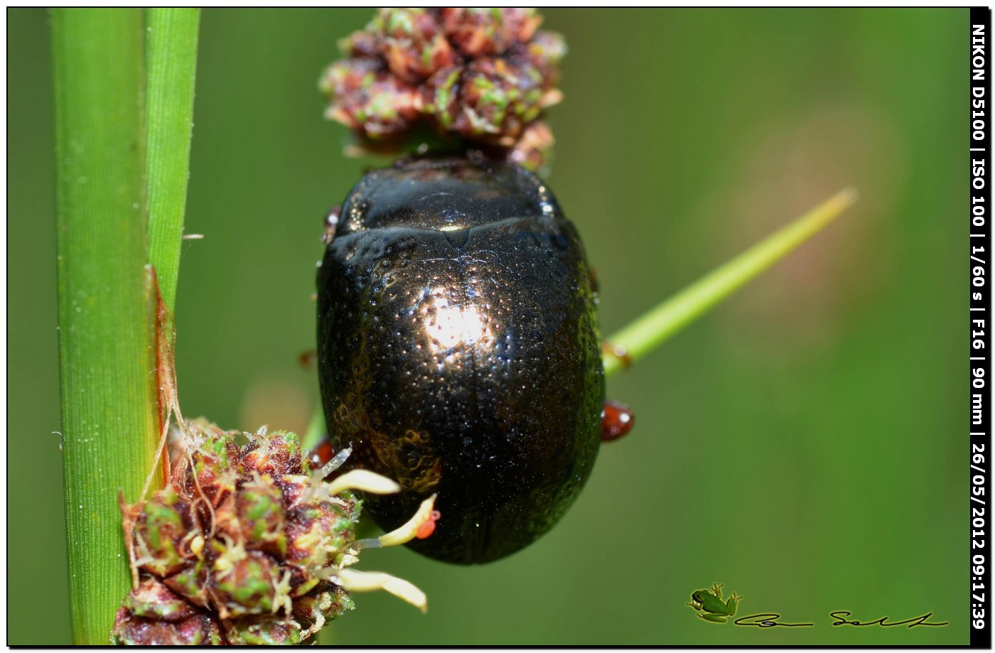 Chrysolina bankii