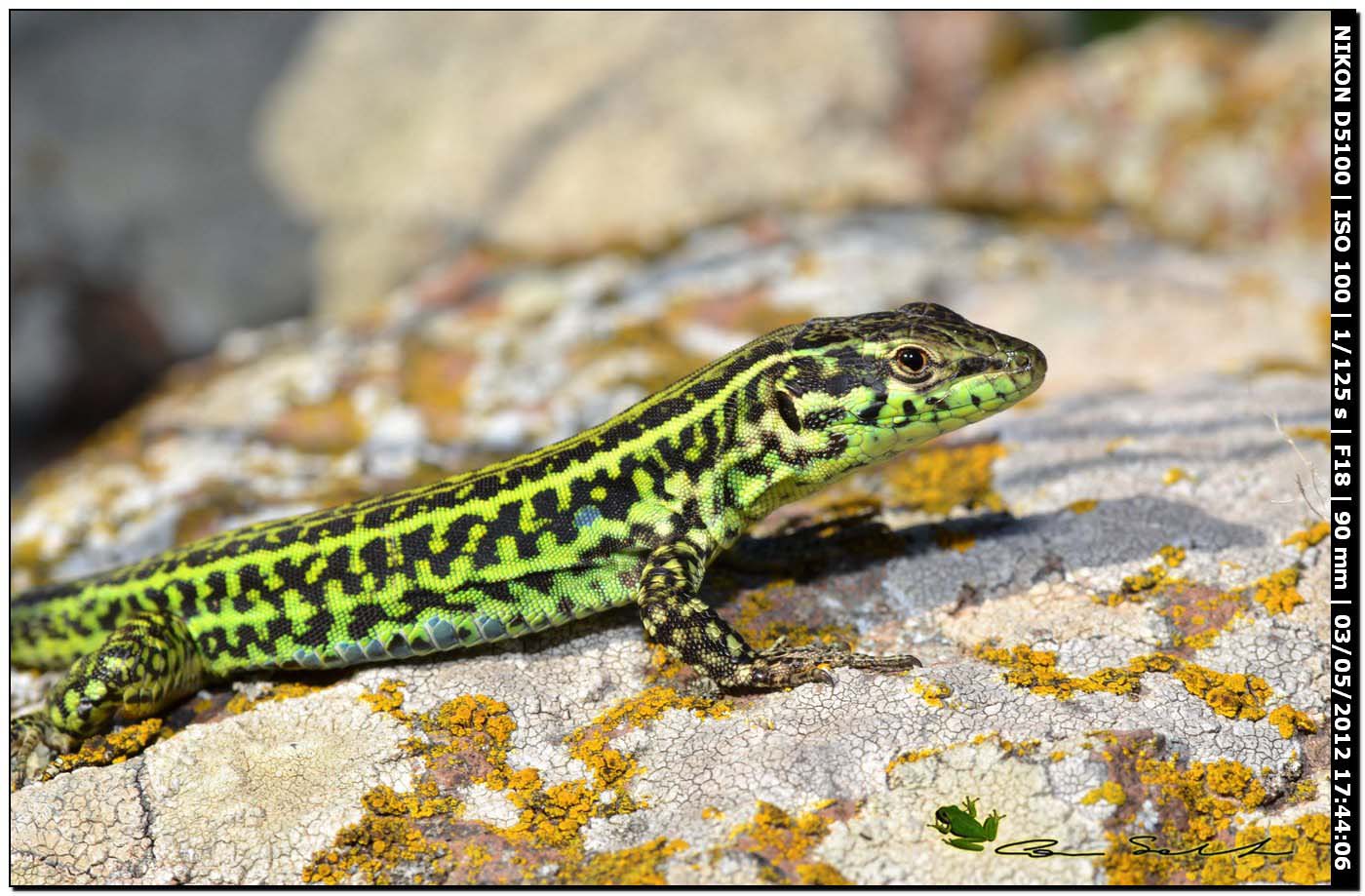 Podarcis tiliguerta, primi avvistamenti