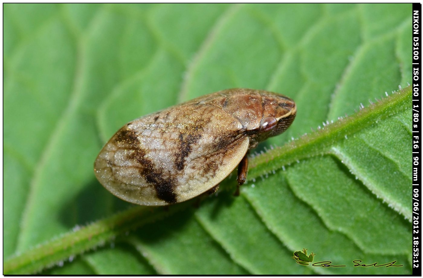 Aphrophoridae: Lepyronia coleoptrata