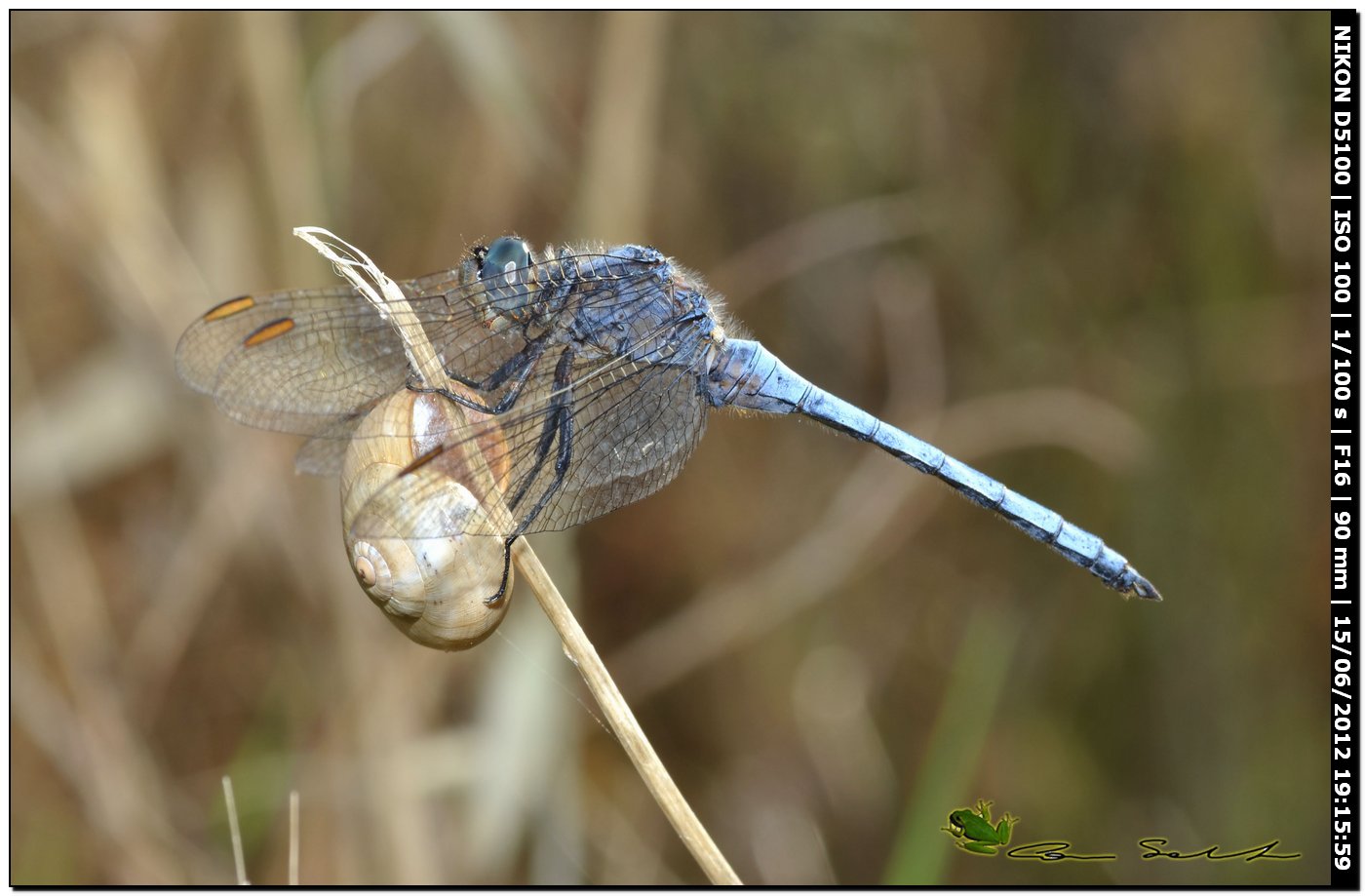 Orthetrum coerulescens anceps ♂