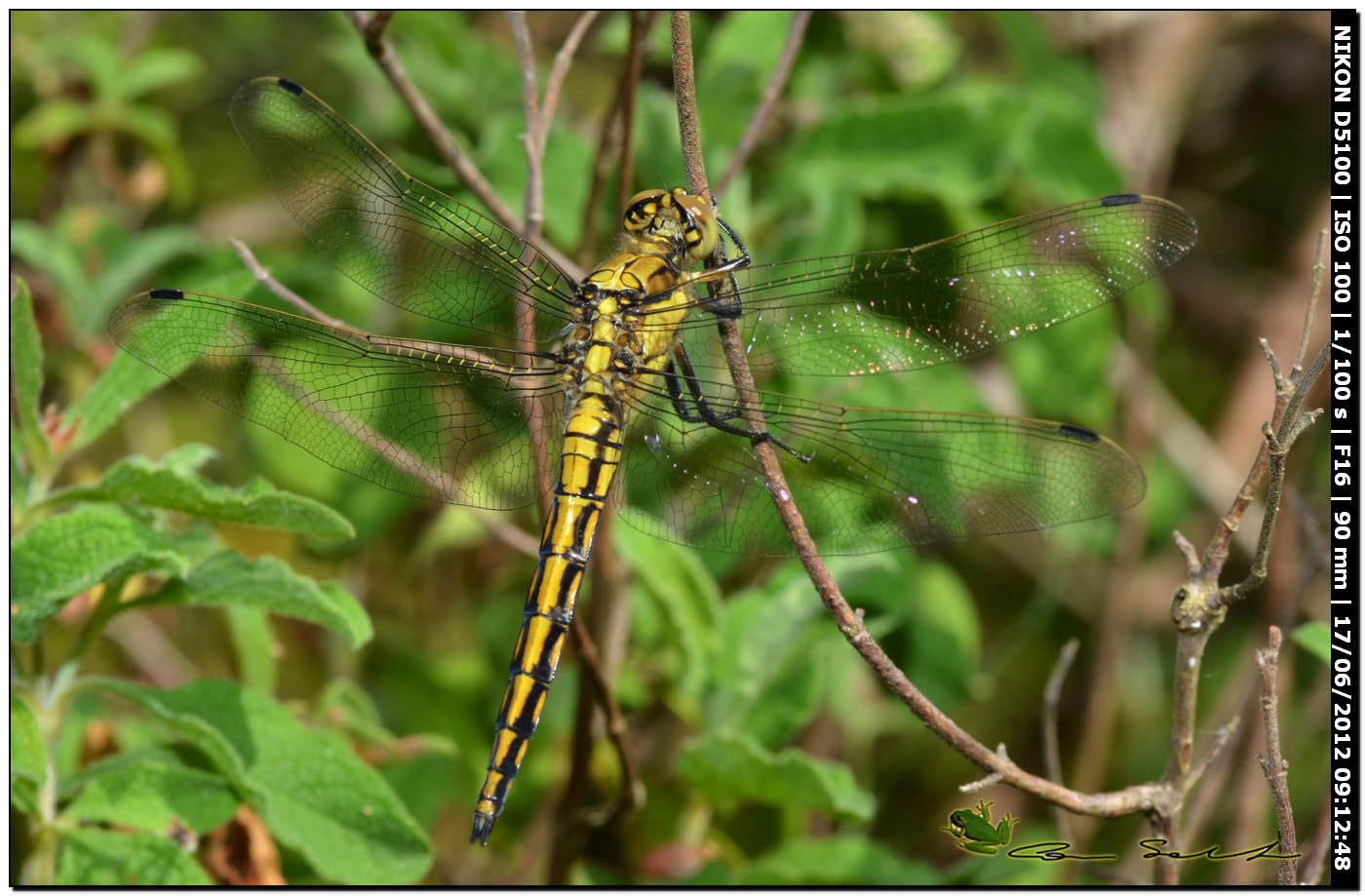 Orthetrum cancellatum ♂