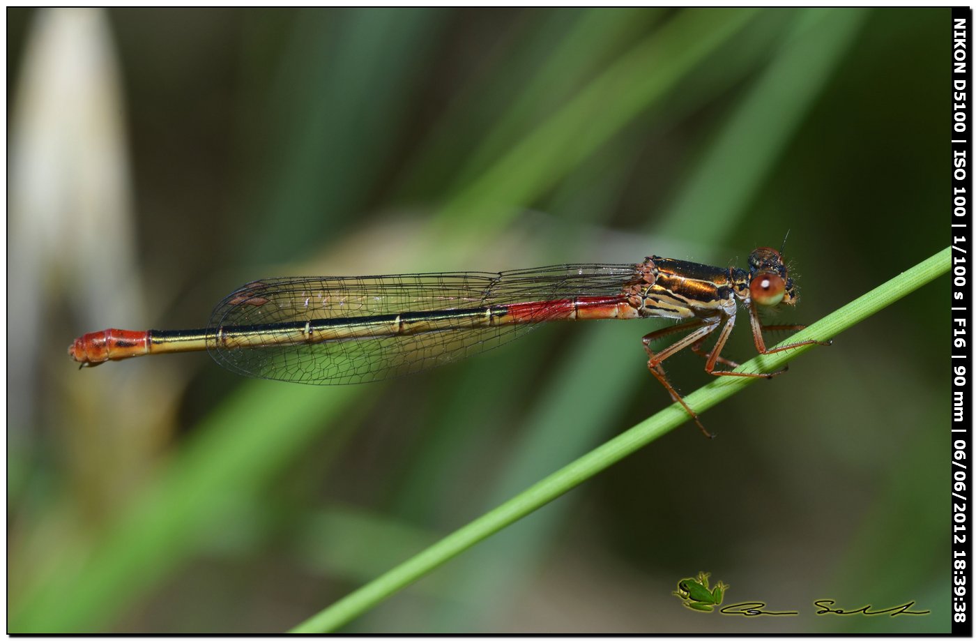 Ceriagrion tenellum ♀ 2