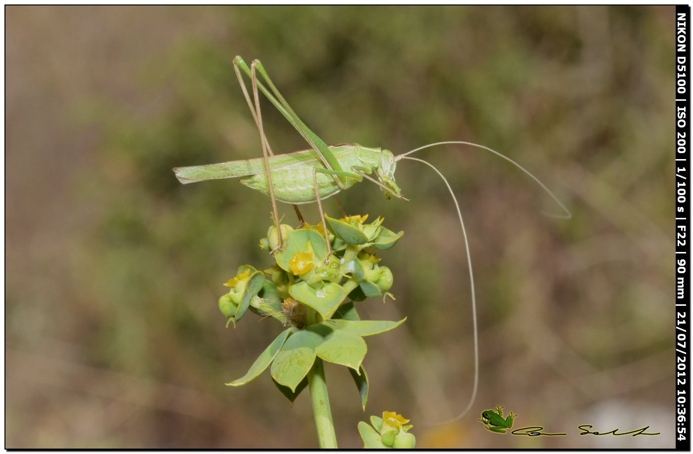 maschio di Tylopsis lilifolia (colorazione verde)