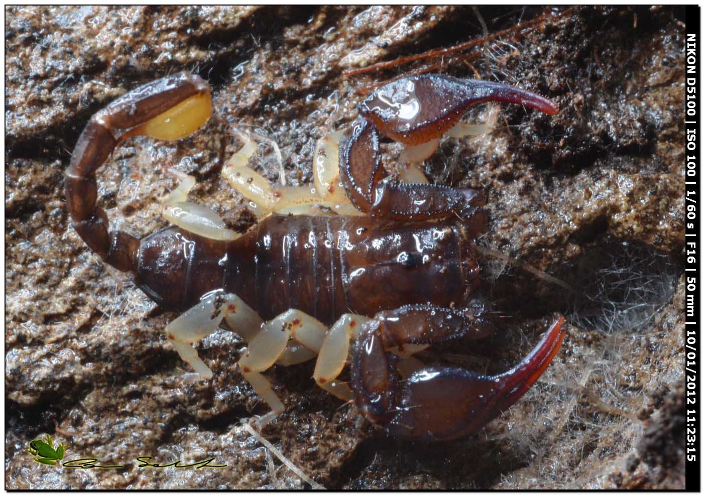 Euscorpius flavicaudis