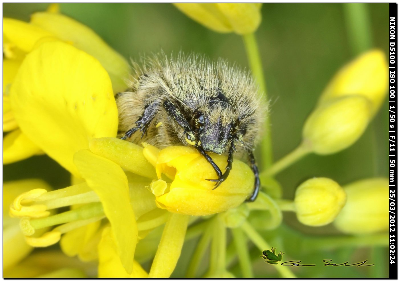 Oxythyrea funesta con pelosit accentuata