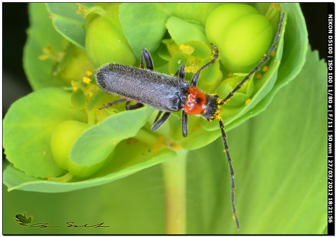 Cerambycidae? da Usini. No, Cantharis sp.