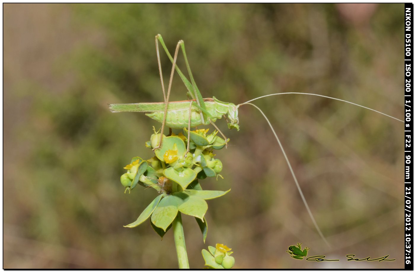 maschio di Tylopsis lilifolia (colorazione verde)