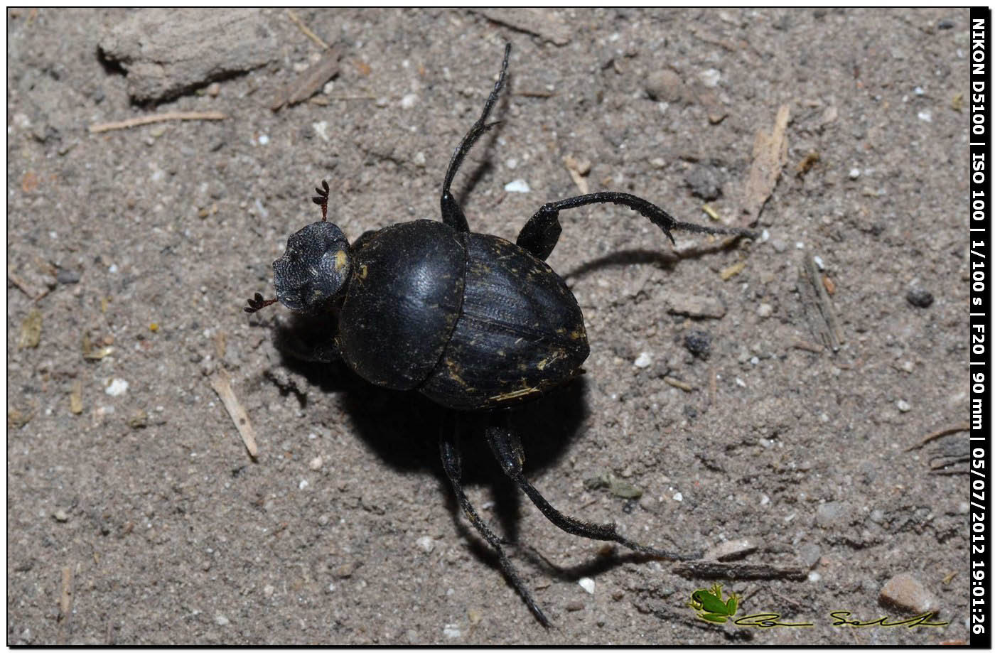 Scarabaeidae Sisyphus schaefferi