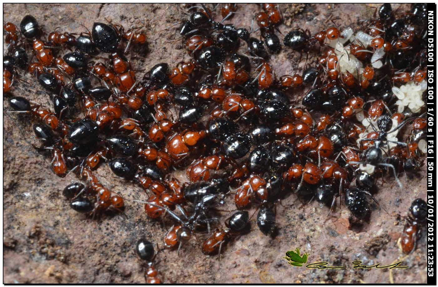 Crematogaster scutellaris? No. Camponotus lateralis