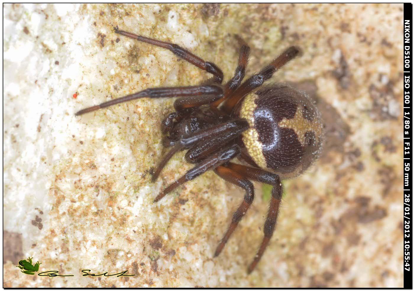 coppia di Steatoda paykulliana