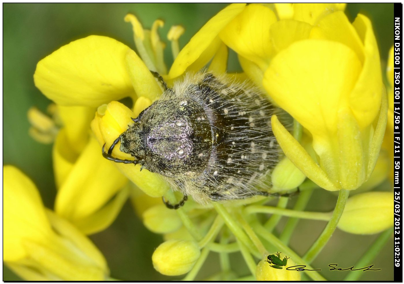 Oxythyrea funesta con pelosit accentuata