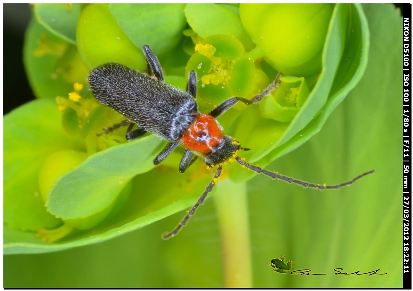 Cerambycidae? da Usini. No, Cantharis sp.