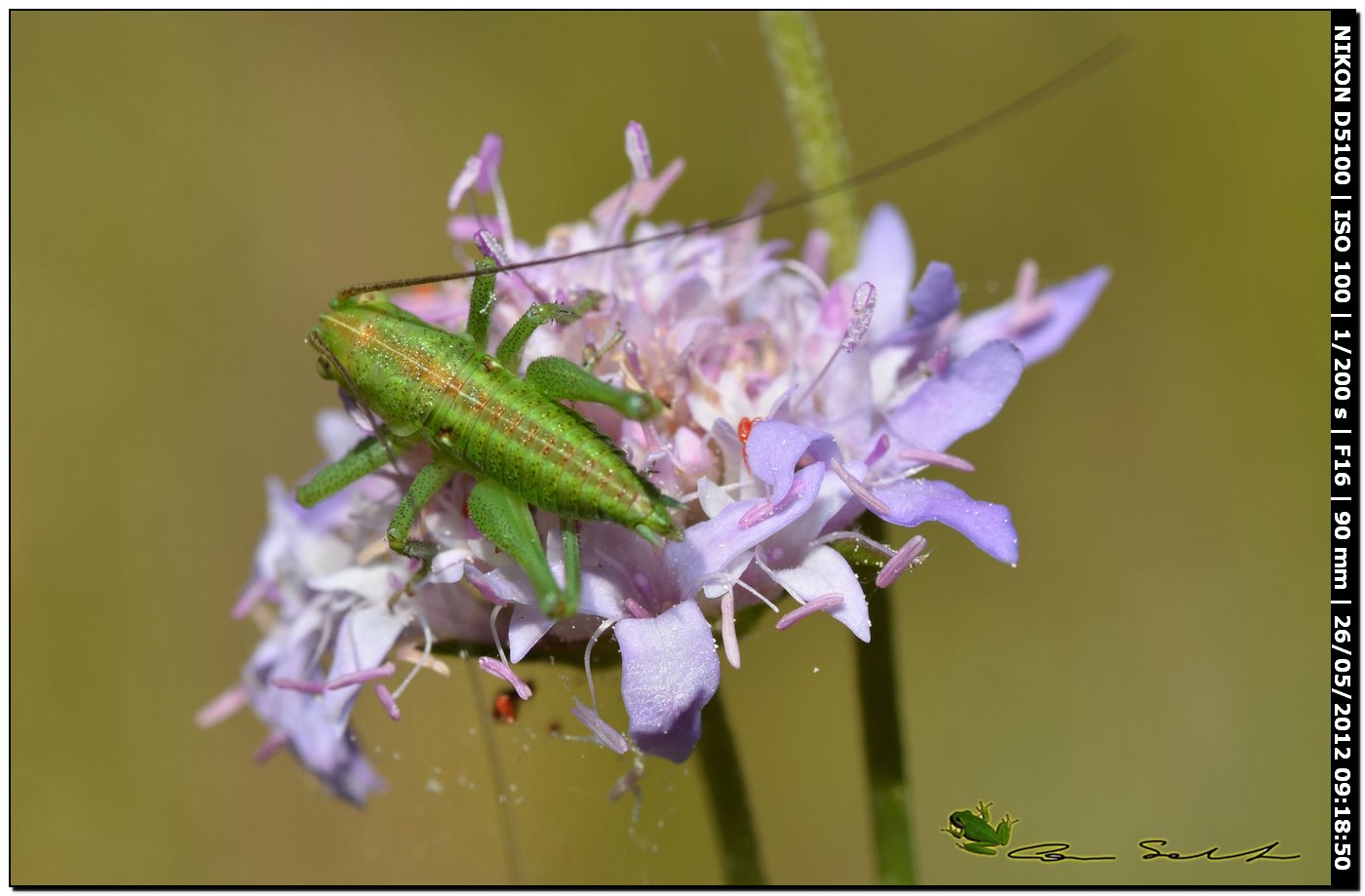 Neanide di Tettigonia sp. maschio