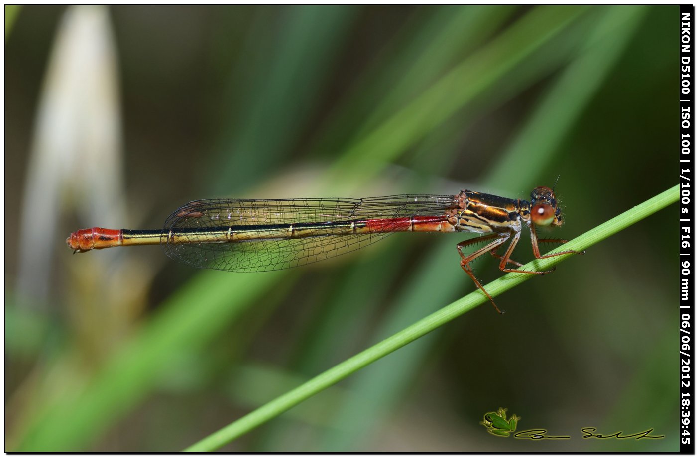 Ceriagrion tenellum ♀ 2