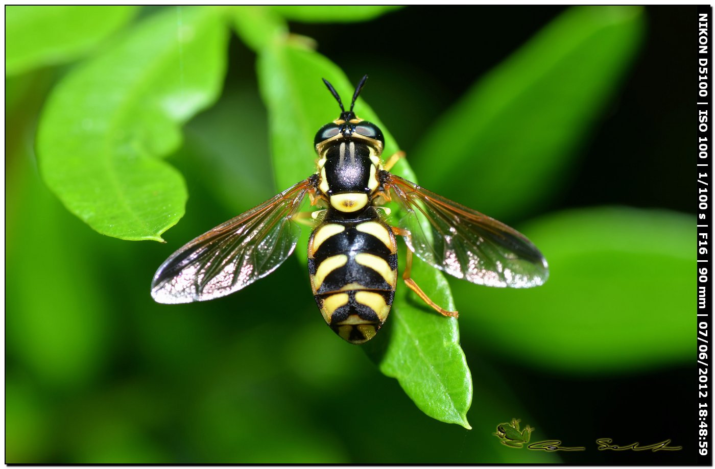 Chrysotoxum sp.