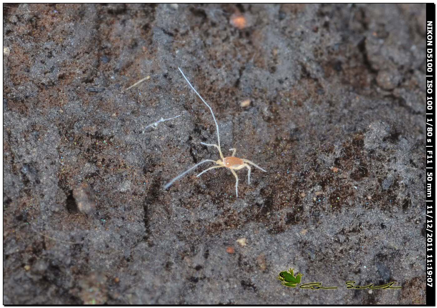 Acaro: Linopodes sp. (Eupodidae)